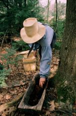 Collecting sap