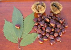 American Chestnut Tree