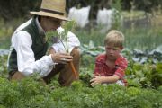Pulling carrots from the garden