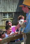 meet a lamb