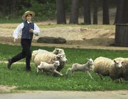 Sheep & lambs