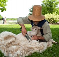 Sheep Shearing